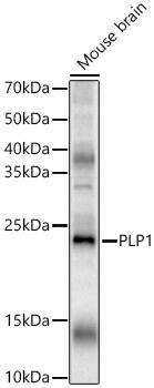 Myelin PLP Antibody