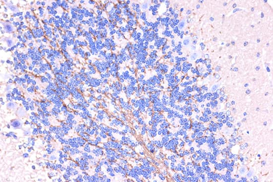 Myelin PLP Antibody