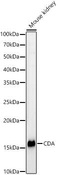 Citidine Deaminase Antibody