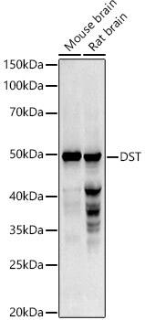 Dystonin Antibody