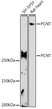 Pericentrin Antibody