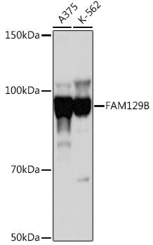 FAM129B Antibody