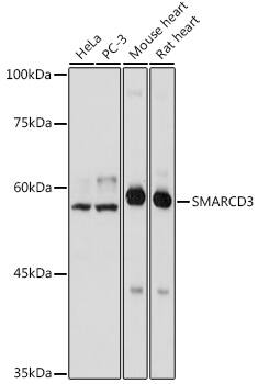 SMARCD3 Antibody