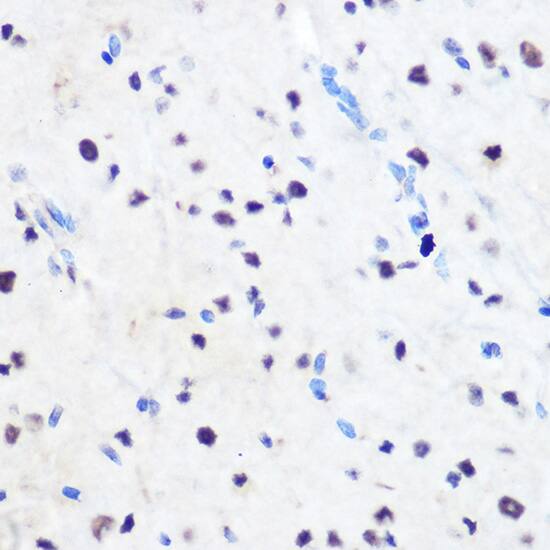 ZNF207 Antibody
