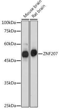 ZNF207 Antibody