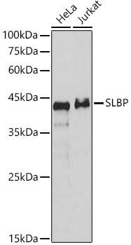 SLBP Antibody