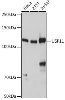 USP11 Antibody