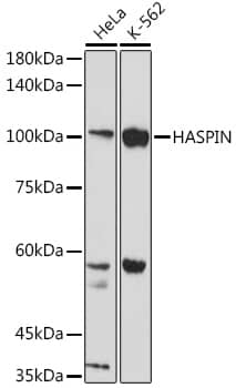 GSG2 Antibody