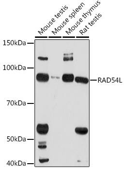 RAD54L Antibody