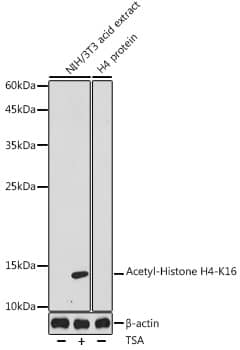 H4/n [ac Lys16] Antibody