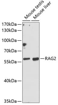 RAG2 Antibody