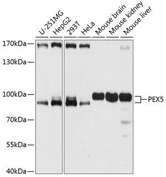 PEX5 Antibody