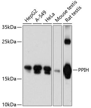 PPIH Antibody