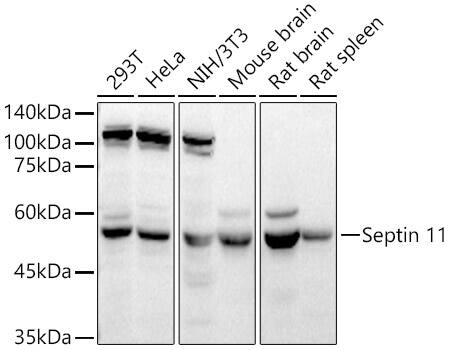 Septin-11 Antibody