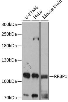 RRBP1 Antibody