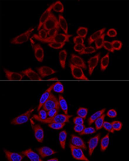 RRBP1 Antibody