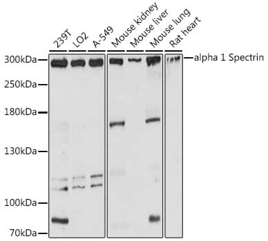 Spectrin alpha 1 Antibody