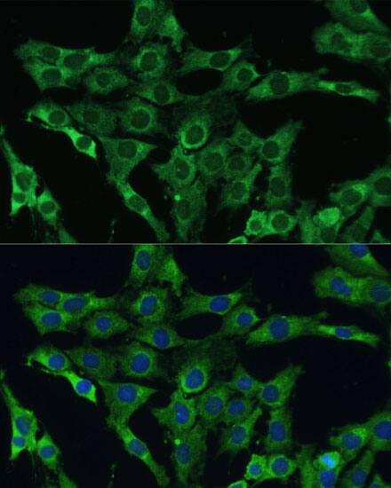 PLSCR3 Antibody