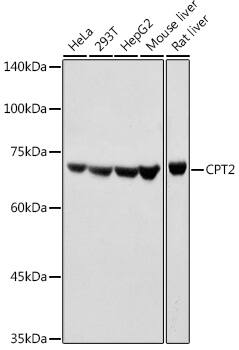 CPT2 Antibody