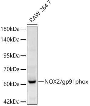 CYBB/NOX2 Antibody