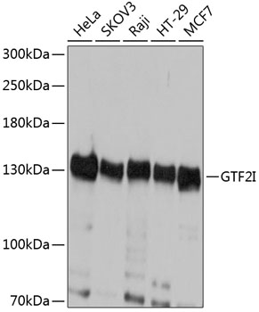 TFII-I Antibody