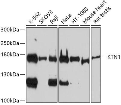 kinectin Antibody