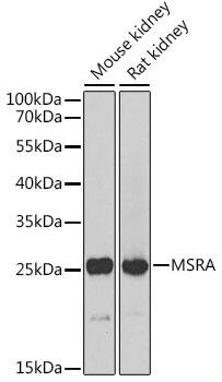 Methionine Sulfoxide Reductase A Antibody