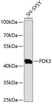 PDK3 Antibody