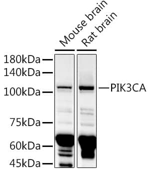 PIK3CA Antibody