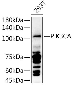 PIK3CA Antibody