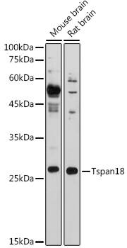 TSPAN18 Antibody