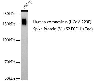 Human Coronavirus Spike S1 Antibody