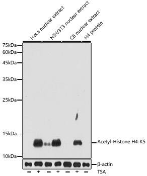 H4 Clustered Histone 1 [ac Lys5] Antibody