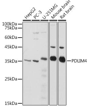 PDLIM4 Antibody