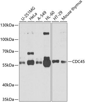 CDC45L Antibody