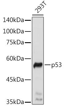 WDR77 Antibody