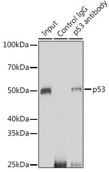 WDR77 Antibody