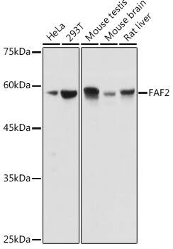 ETEA Antibody