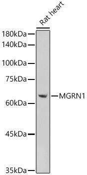 MGRN1 Antibody