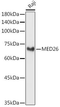 MED26 Antibody