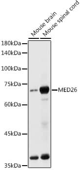 MED26 Antibody