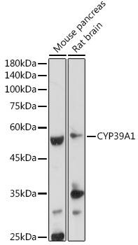 CYP39A1 Antibody