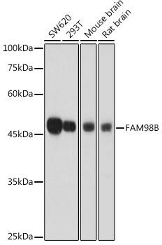 FAM98B Antibody