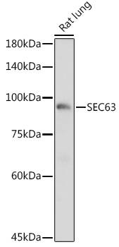 SEC63 Antibody