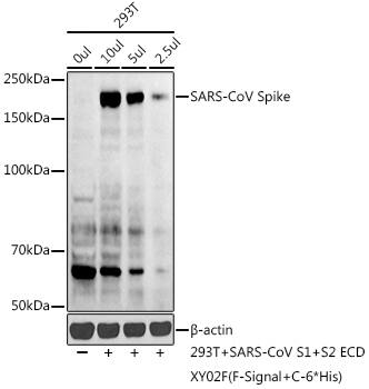 Spike Antibody