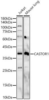 GATSL3 Antibody