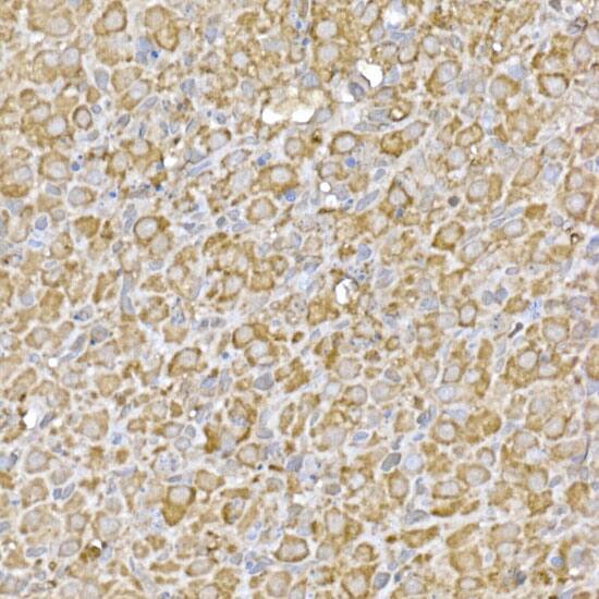 GATSL3 Antibody