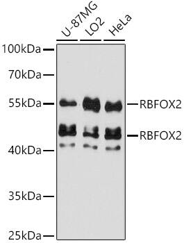 FOX2 Antibody