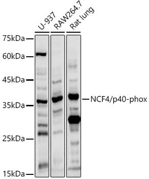 NCF4 Antibody