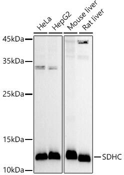 SDHC Antibody